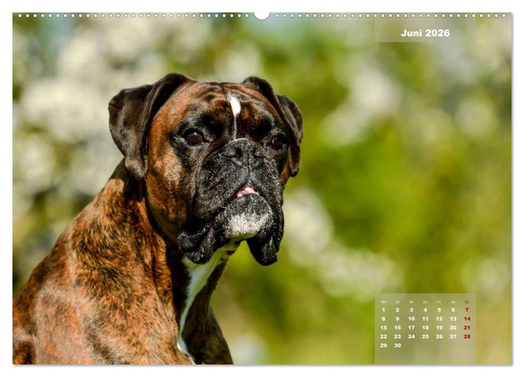 Produktbild: Einmal Boxer - immer Boxer (hochwertiger Premium Wandkalender 2026 DIN A2 quer), Kunstdruck in Hochglanz