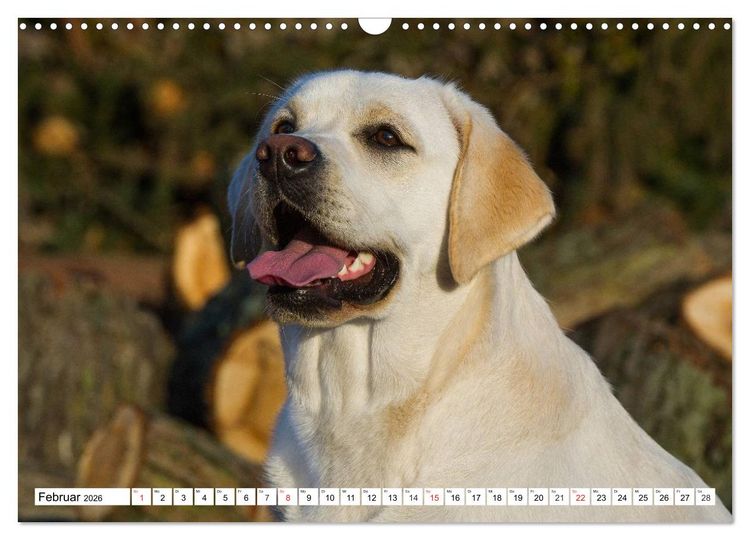 Produktbild: Labrador Retriever - Freunde f&uuml;r&acute;s Leben (Wandkalender 2026 DIN A3 quer), CALVENDO Monatskalender