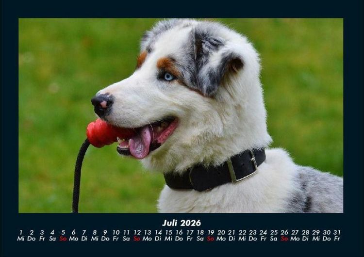 Produktbild: Hundezauber 2026 Fotokalender DIN A4