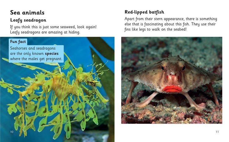 Produktbild: Rare and Unusual Creatures
