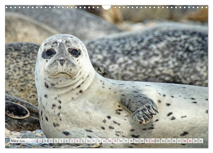Produktbild: Guck mal ... Robben im Wattenmeer (Wandkalender 2026 DIN A3 quer), CALVENDO Monatskalender