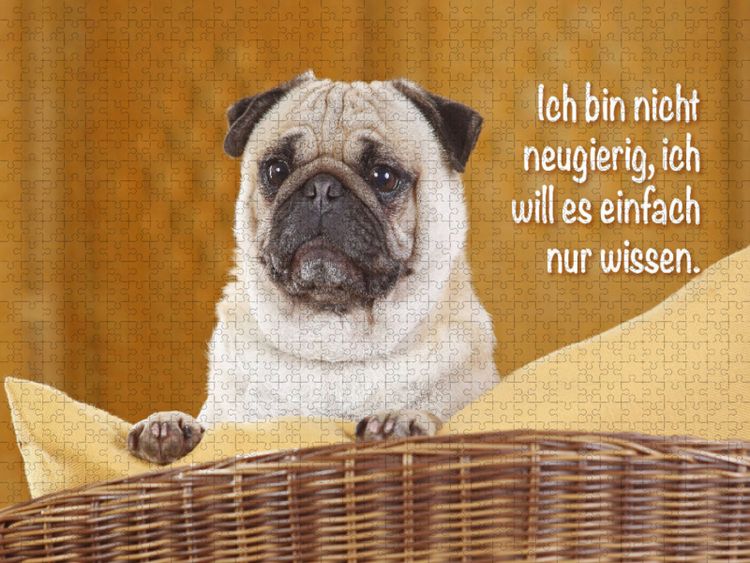 Produktbild: CALVENDO Puzzle Mops schaut aufmerksam | 1000 Teile Lege-Gr&ouml;&szlig;e 64x48cm Foto-Puzzle f&uuml;r gl&uuml;ckliche Stunden
