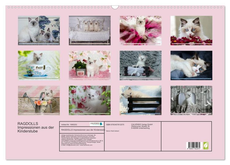 Produktbild: RAGDOLLS Impressionen aus der Kinderstube (Wandkalender 2026 DIN A2 quer), CALVENDO Monatskalender
