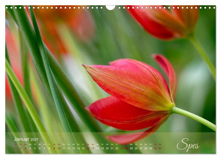 Produktbild: Tulipa et Verba &ndash; Tulpenbl&uuml;ten und stille W&ouml;rter (Wandkalender 2027 DIN A3 quer), CALVENDO Monatskalender