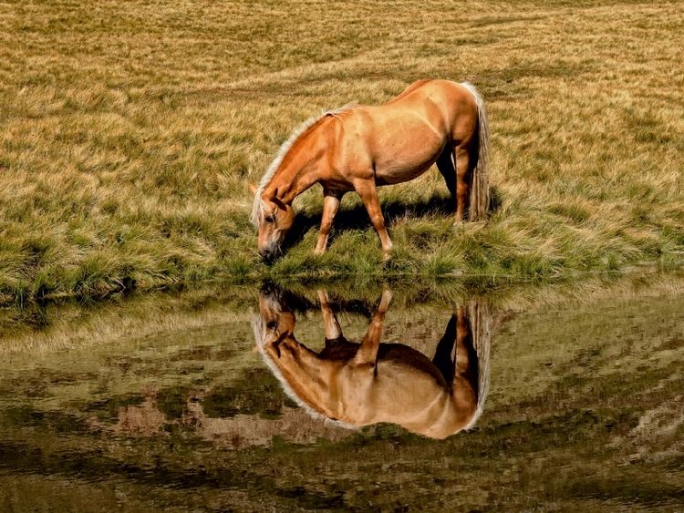 Produktbild: CALVENDO Puzzle Ein Motiv aus dem Kalender Pferde - Hobby und Leidenschaft | 1000 Teile Lege-Gr&ouml;&szlig;e 64x48cm Foto-Puzzle f&uuml;r gl&uuml;ckliche Stunden
