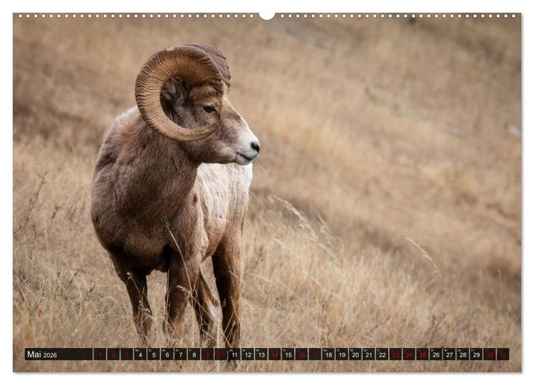 Produktbild: Wildtierkalender (hochwertiger Premium Wandkalender 2026 DIN A2 quer), Kunstdruck in Hochglanz