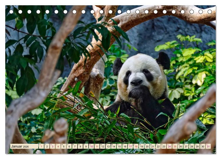 Produktbild: Niedlicher Panda (Tischkalender 2026 DIN A5 quer), CALVENDO Monatskalender