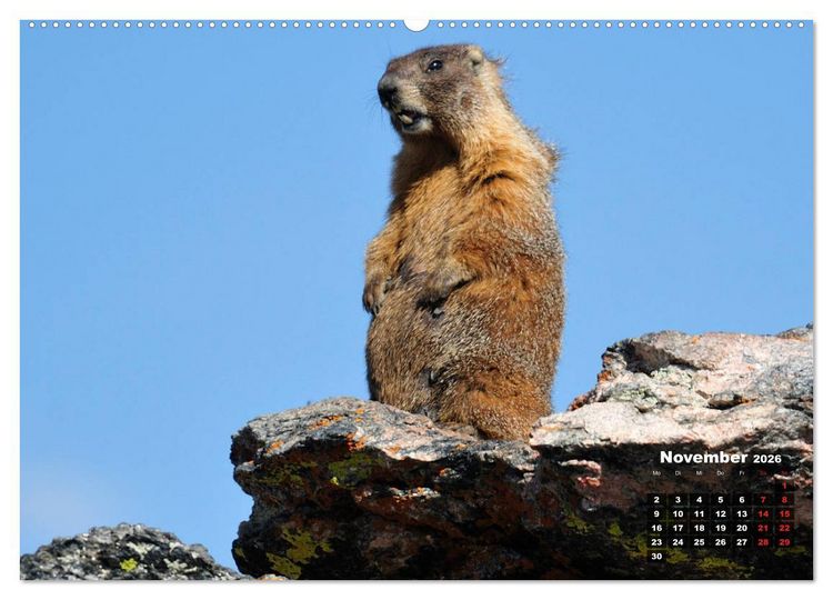 Produktbild: American Wildlife (hochwertiger Premium Wandkalender 2026 DIN A2 quer), Kunstdruck in Hochglanz