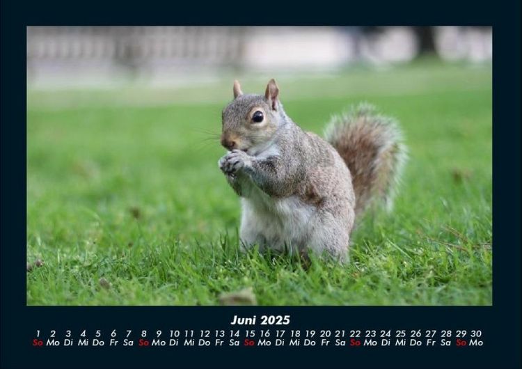 Produktbild: Waldbewohner 2025 Fotokalender DIN A4