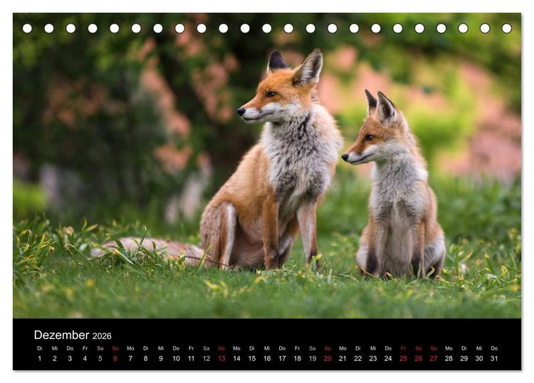 Produktbild: Joni, der kleine Fuchs (Tischkalender 2026 DIN A5 quer), CALVENDO Monatskalender