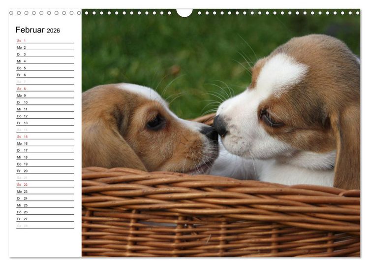 Produktbild: DER BEAGLEige TERMINPLANER (Wandkalender 2026 DIN A3 quer), CALVENDO Monatskalender