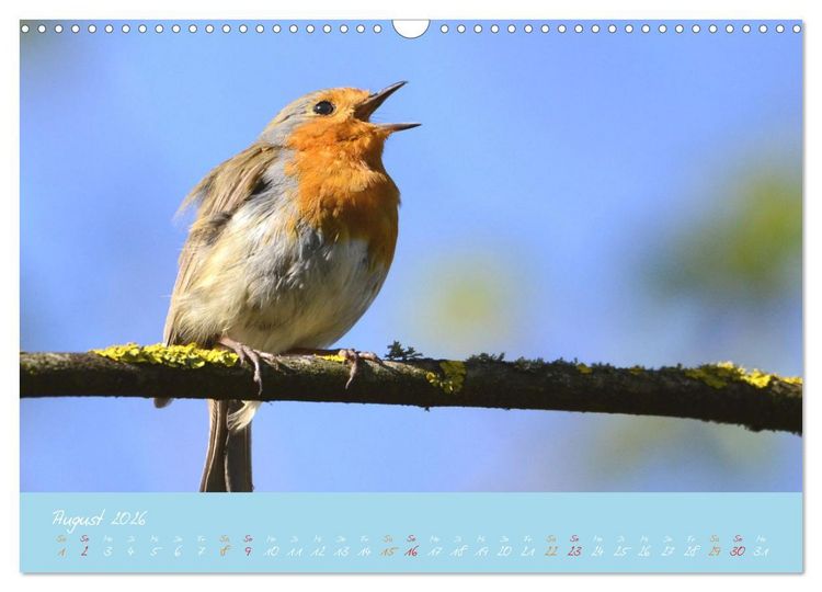 Produktbild: Das Rotkehlchen singt uns ein Lied (Wandkalender 2026 DIN A3 quer), CALVENDO Monatskalender