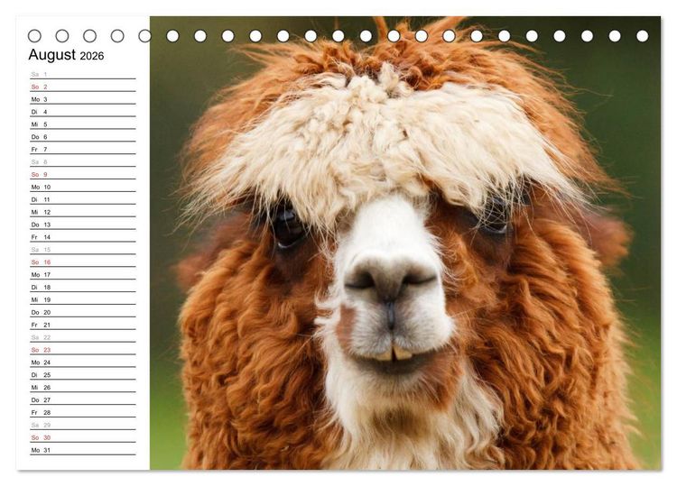 Produktbild: Alpakas und Lamas (Tischkalender 2026 DIN A5 quer), CALVENDO Monatskalender