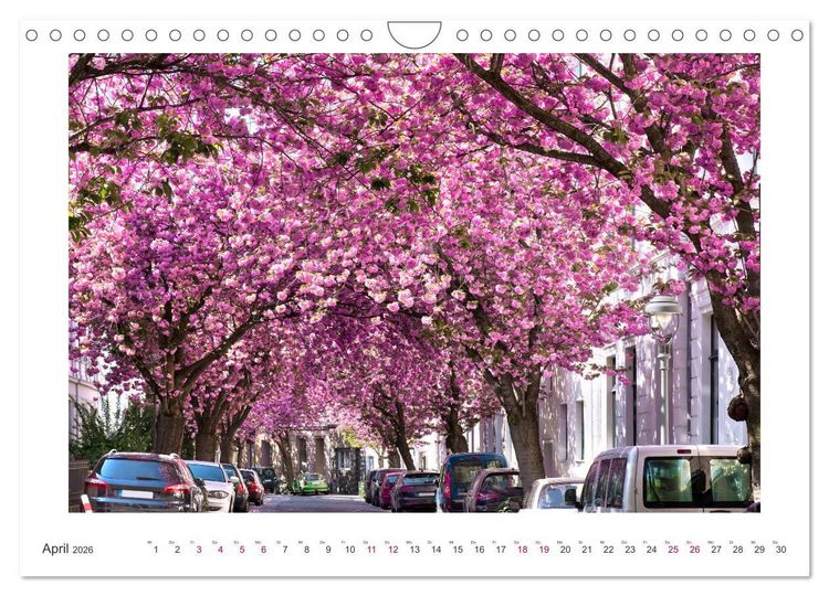 Produktbild: Japanische Kirschbl&uuml;te in Bonn (Wandkalender 2026 DIN A4 quer), CALVENDO Monatskalender