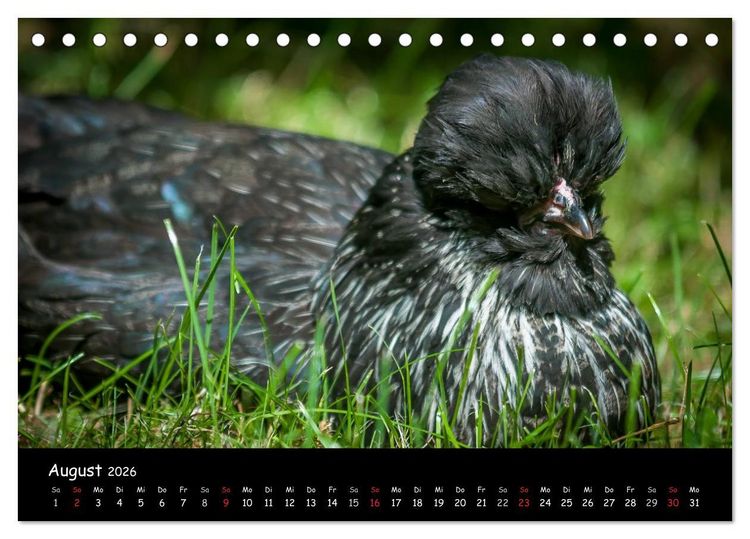 Produktbild: Gartenh&uuml;hner (Tischkalender 2026 DIN A5 quer), CALVENDO Monatskalender