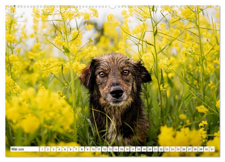Produktbild: Ein Hundejahr in Bildern (Wandkalender 2026 DIN A2 quer), CALVENDO Monatskalender