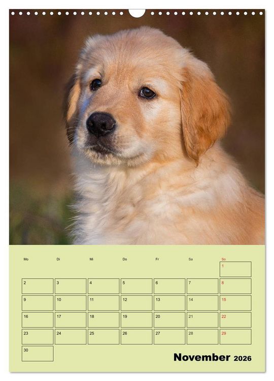 Produktbild: Jahresplaner Golden Retriever (Wandkalender 2026 DIN A3 hoch), CALVENDO Monatskalender