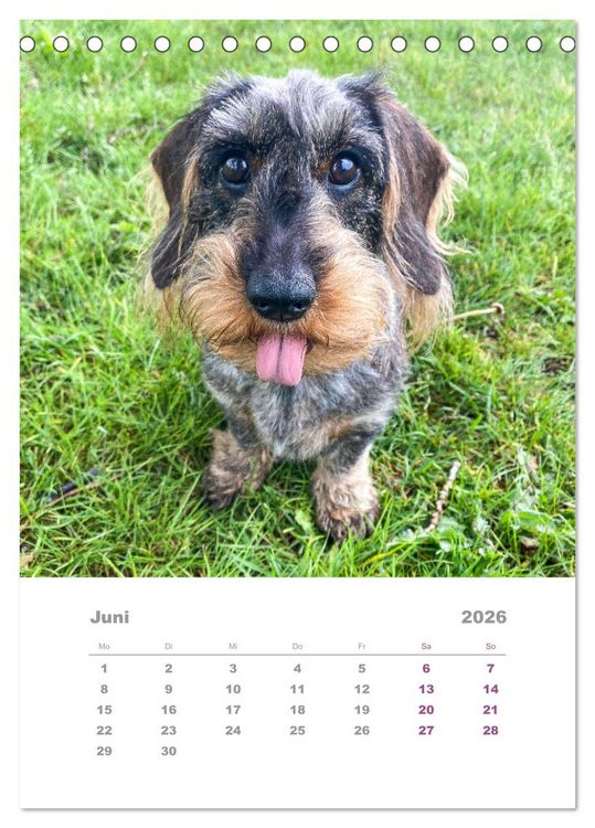 Produktbild: Dackel(augen)blicke (Tischkalender 2026 DIN A5 hoch), CALVENDO Monatskalender