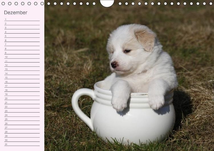 Produktbild: Border Collie-Welpen Geburtstagskalender (Wandkalender immerw&auml;hrend DIN A4 quer)