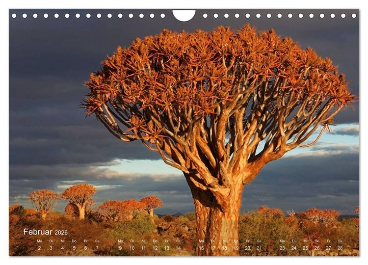 Produktbild: Afrikanische B&auml;ume (Wandkalender 2026 DIN A4 quer), CALVENDO Monatskalender