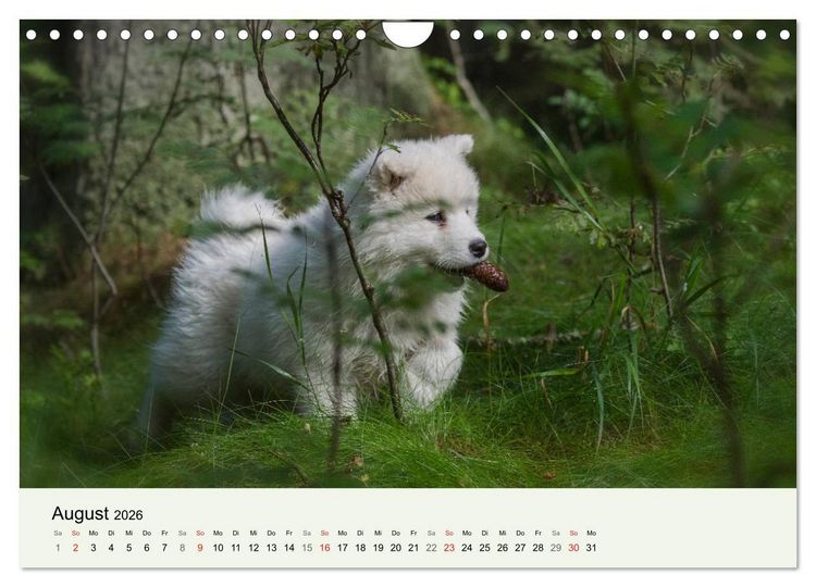 Produktbild: Kleine Samojeden - Eisb&auml;rchen Abenteuer im M&auml;rchenwald (Wandkalender 2026 DIN A4 quer), CALVENDO Monatskalender