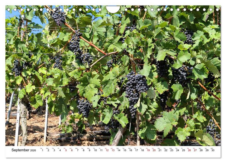 Produktbild: The Moselle valley - Along the Moselle river from Trier to Koblenz (Wall Calendar 2026 DIN A4 landscape), CALVENDO 12 Month Wall Calendar