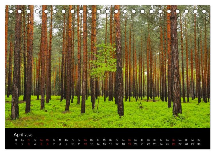 Produktbild: B&auml;ume (Tischkalender 2026 DIN A5 quer), CALVENDO Monatskalender