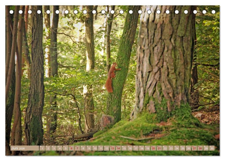 Produktbild: Der Wald - Ort der Ruhe und Besinnung (Tischkalender 2026 DIN A5 quer), CALVENDO Monatskalender