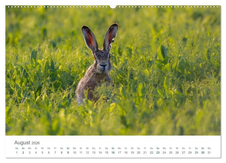 Produktbild: Feldhasen - dem Langohr auf der Spur (hochwertiger Premium Wandkalender 2026 DIN A2 quer), Kunstdruck in Hochglanz