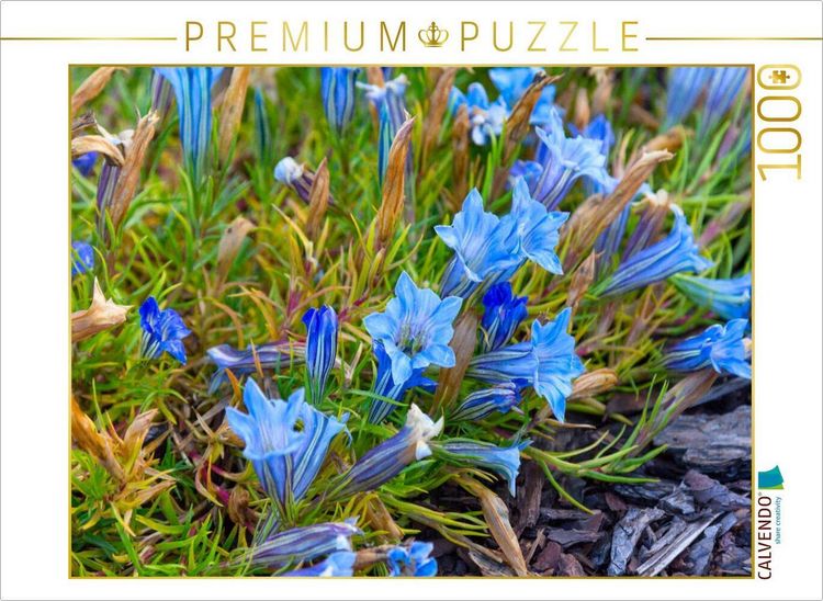 Produktbild: CALVENDO Puzzle Bl&uuml;hender Enzian | 1000 Teile Lege-Gr&ouml;&szlig;e 64x48cm Foto-Puzzle f&uuml;r gl&uuml;ckliche Stunden