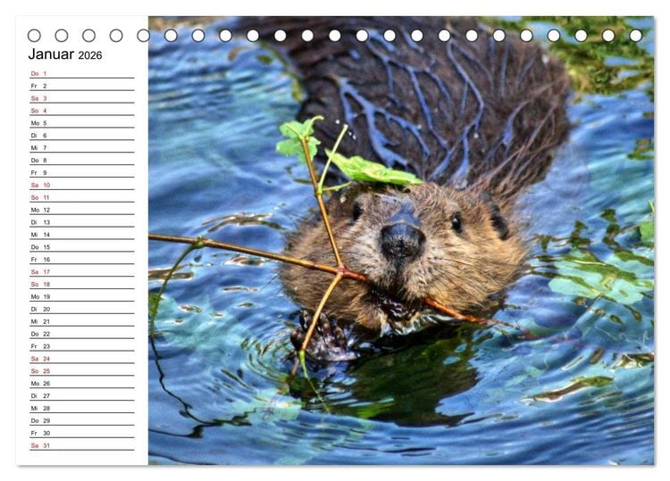 Produktbild: Das Familienleben der Biber (Tischkalender 2026 DIN A5 quer), CALVENDO Monatskalender