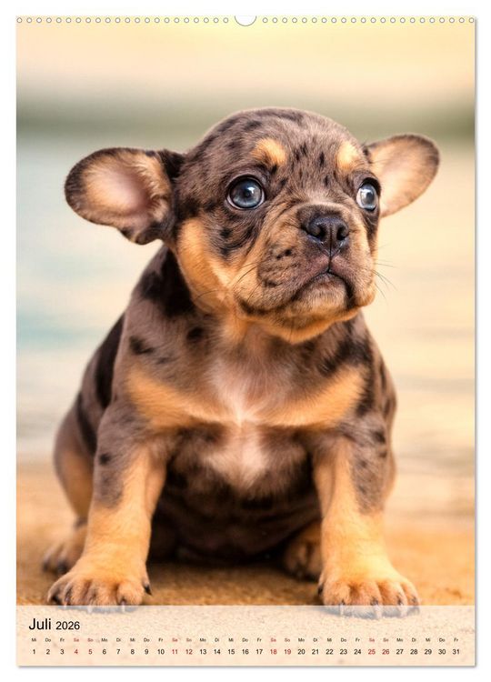 Produktbild: Frenchies Love &ndash; Kleine Schnuten ganz gro&szlig; - Franz&ouml;sische Bulldoggen Welpen unwiderstehlich s&uuml;&szlig; (Wandkalender 2026 DIN A2 hoch), CALVENDO Monatskalender
