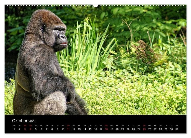 Produktbild: Gorillas - Die sanften Wilden (hochwertiger Premium Wandkalender 2026 DIN A2 quer), Kunstdruck in Hochglanz