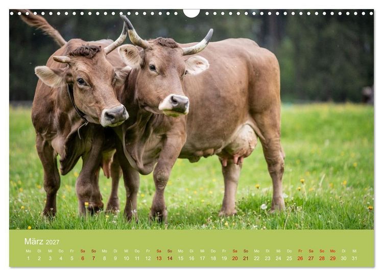 Produktbild: Allg&auml;uer Rindvieh 2027 (Wandkalender 2027 DIN A3 quer), CALVENDO Monatskalender