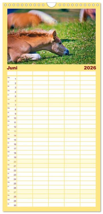 Produktbild: Familienplaner 2026 - Die besonderen Haflinger-Pferde mit 5 Spalten (Wandkalender, 21 x 45 cm) CALVENDO