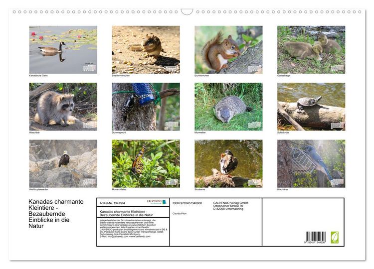 Produktbild: Kanadas charmante Kleintiere - Bezaubernde Einblicke in die Natur (Wandkalender 2026 DIN A2 quer), CALVENDO Monatskalender