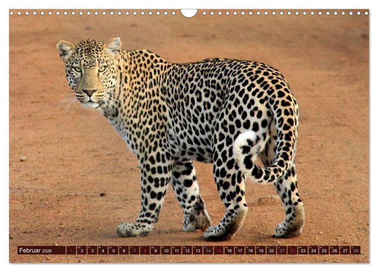 Produktbild: Afrikas wilde Sch&ouml;nheiten (Wandkalender 2026 DIN A3 quer), CALVENDO Monatskalender