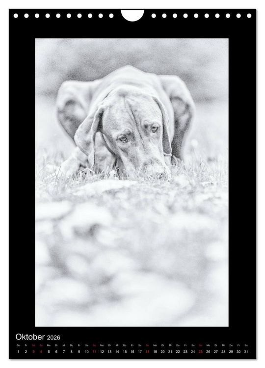 Produktbild: Vizsla-Liebe (Wandkalender 2026 DIN A4 hoch), CALVENDO Monatskalender
