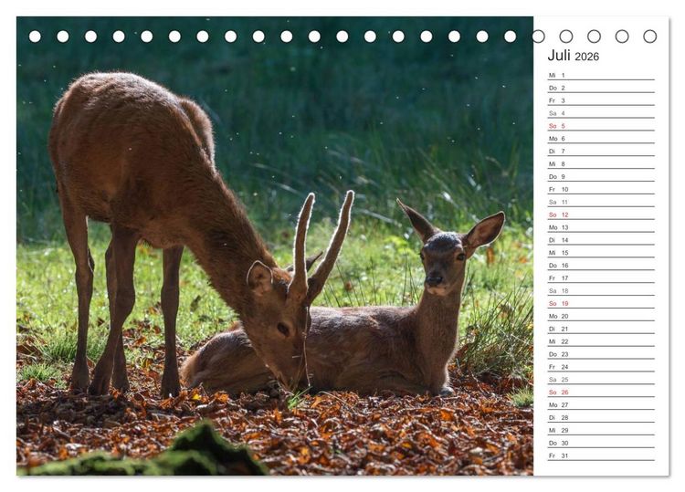 Produktbild: Emotionale Momente: Hirschbrunft. Part II. (Tischkalender 2026 DIN A5 quer), CALVENDO Monatskalender