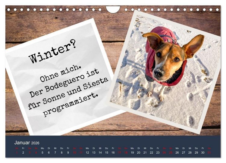 Produktbild: Ratonero Bodeguero Andaluz (Wandkalender 2026 DIN A4 quer), CALVENDO Monatskalender