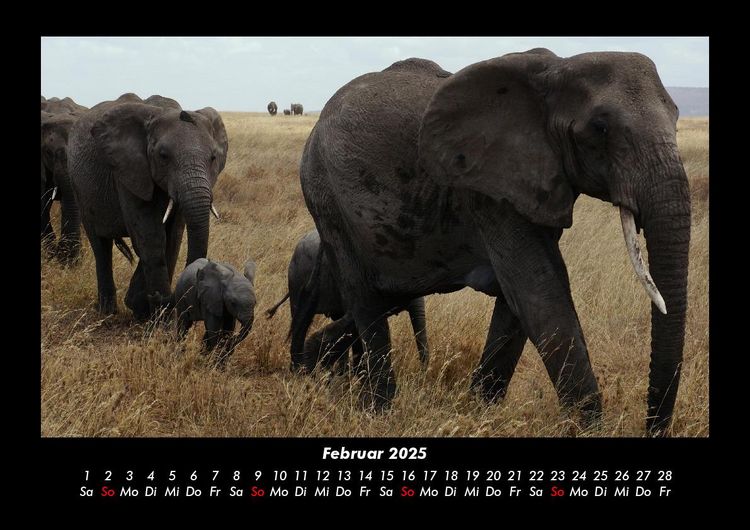 Produktbild: Elefanten - Die sanften Riesen Afrikas 2025 Fotokalender DIN A3