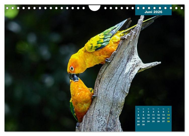 Produktbild: Papageien - Frech, sch&ouml;n und schlau (Wandkalender 2026 DIN A4 quer), CALVENDO Monatskalender