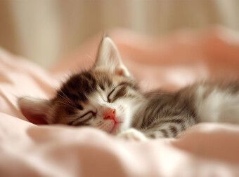 Produktbild: CALVENDO Puzzle Schlafendes Katzenbaby | 2000 Teile Lege-Gr&ouml;&szlig;e 90x67cm Foto-Puzzle f&uuml;r gl&uuml;ckliche Stunden
