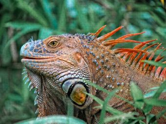 Produktbild: CALVENDO Puzzle Wundersch&ouml;ner Leguan | 1000 Teile Lege-Gr&ouml;&szlig;e 64x48cm Foto-Puzzle f&uuml;r gl&uuml;ckliche Stunden