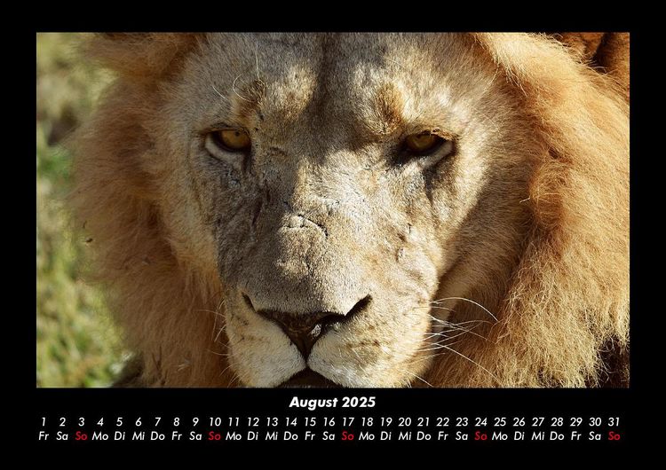 Produktbild: L&ouml;wen in der Wildnis 2025 Fotokalender DIN A3