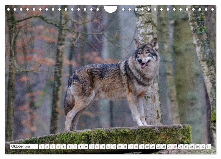 Produktbild: Tierwelt in den Canadian Rockies (Wandkalender 2026 DIN A4 quer), CALVENDO Monatskalender