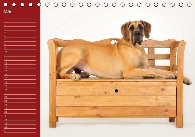 Produktbild: Deutsche Doggen / Geburtstagskalender (Tischkalender immerw&auml;hrend DIN A5 quer)