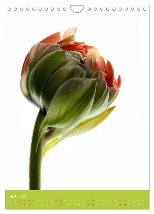 Produktbild: Nat&uuml;rlich Blumen. (Wandkalender 2026 DIN A4 hoch), CALVENDO Monatskalender