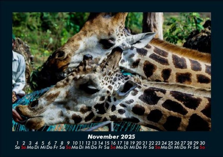 Produktbild: Giraffen 2025 Fotokalender DIN A5