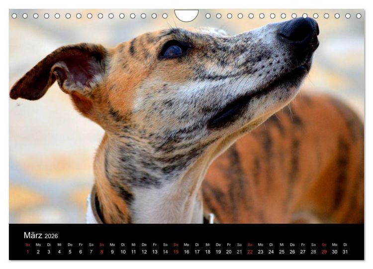 Produktbild: Whippet 2026 (Wandkalender 2026 DIN A4 quer), CALVENDO Monatskalender